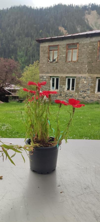 Tsknari Oda Oni Kültér fotó
